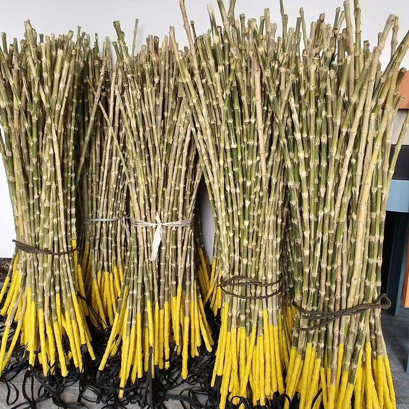 【臺灣熱銷】家庭和學校專用教鞭純手工竹根藤條製作家訓神器竹鞭竹製竹條戒尺 | 蝦皮購物