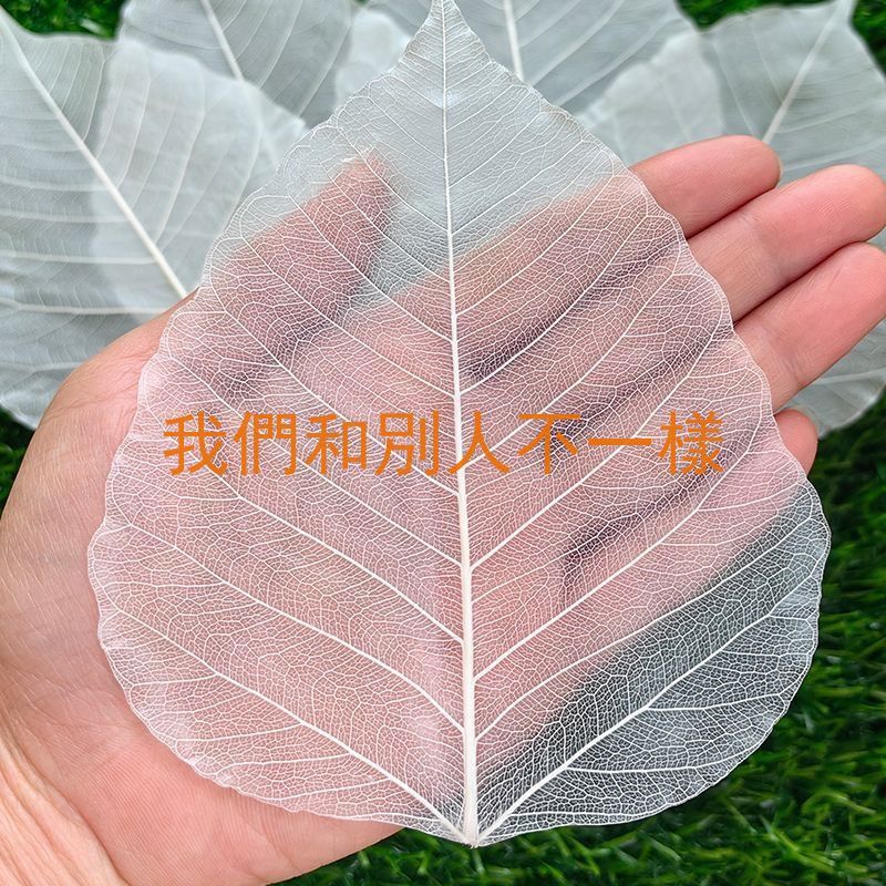 臺灣桃園出貨天然菩提葉脈書籤工藝貼畫葉子材料diy …
