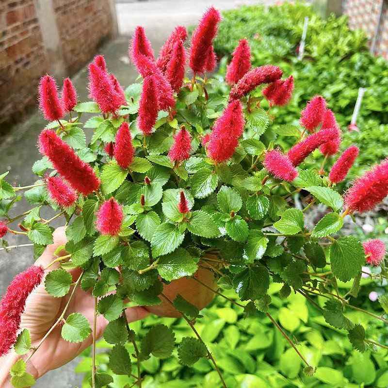 【兔尾草種子】多款兔尾草種子 矮蒲葦 兔尾草種子 觀賞草種子耐寒耐熱易種植 花卉種子陽台庭院種植新手適種 100粒 | 蝦皮購物