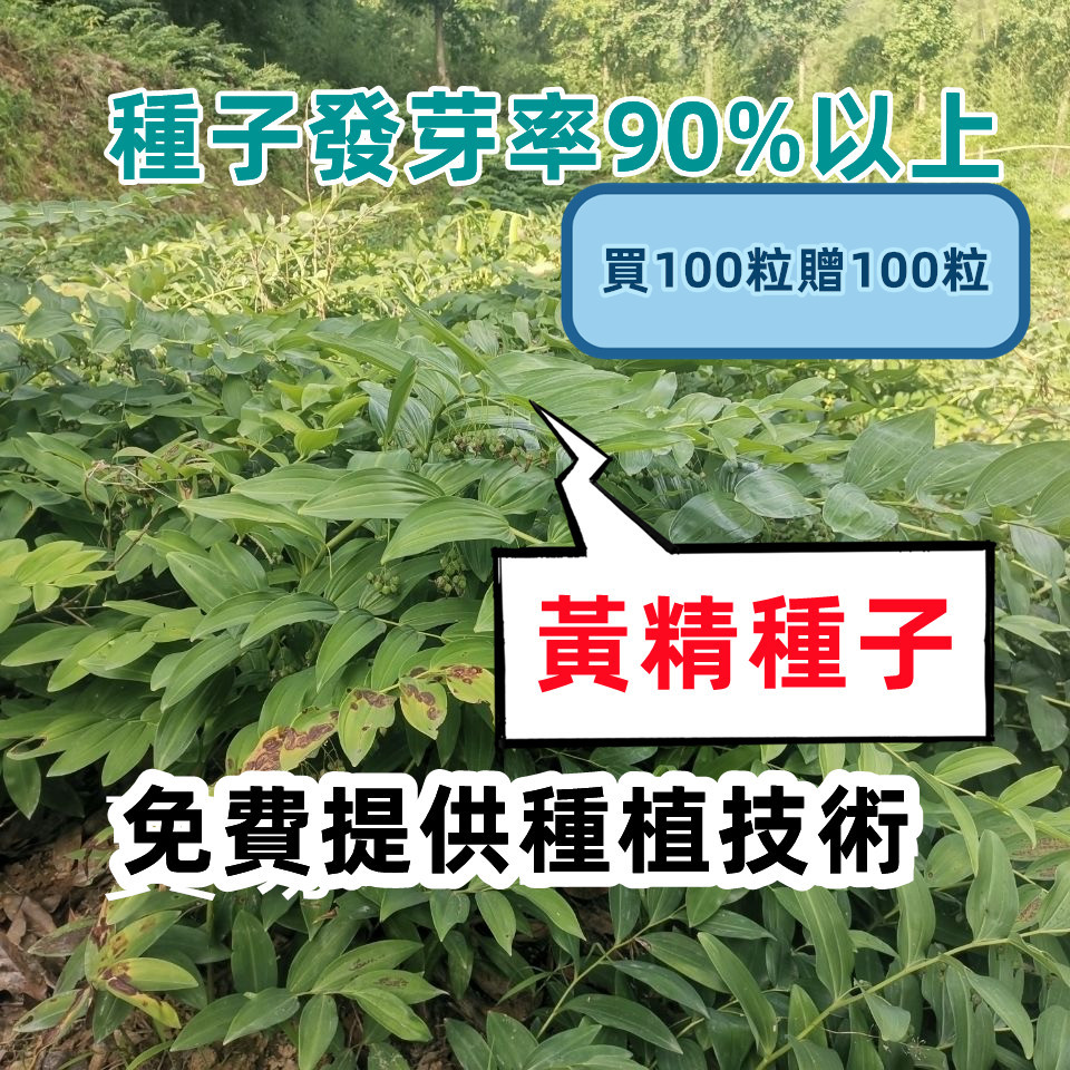 【藥食同源】黃精種子｜老虎姜 雞頭黃精 節節高 滇黃精｜中草藥材盆栽｜可食用塊根｜陽台庭院種植｜養生植物 自種自用 | 蝦皮購物