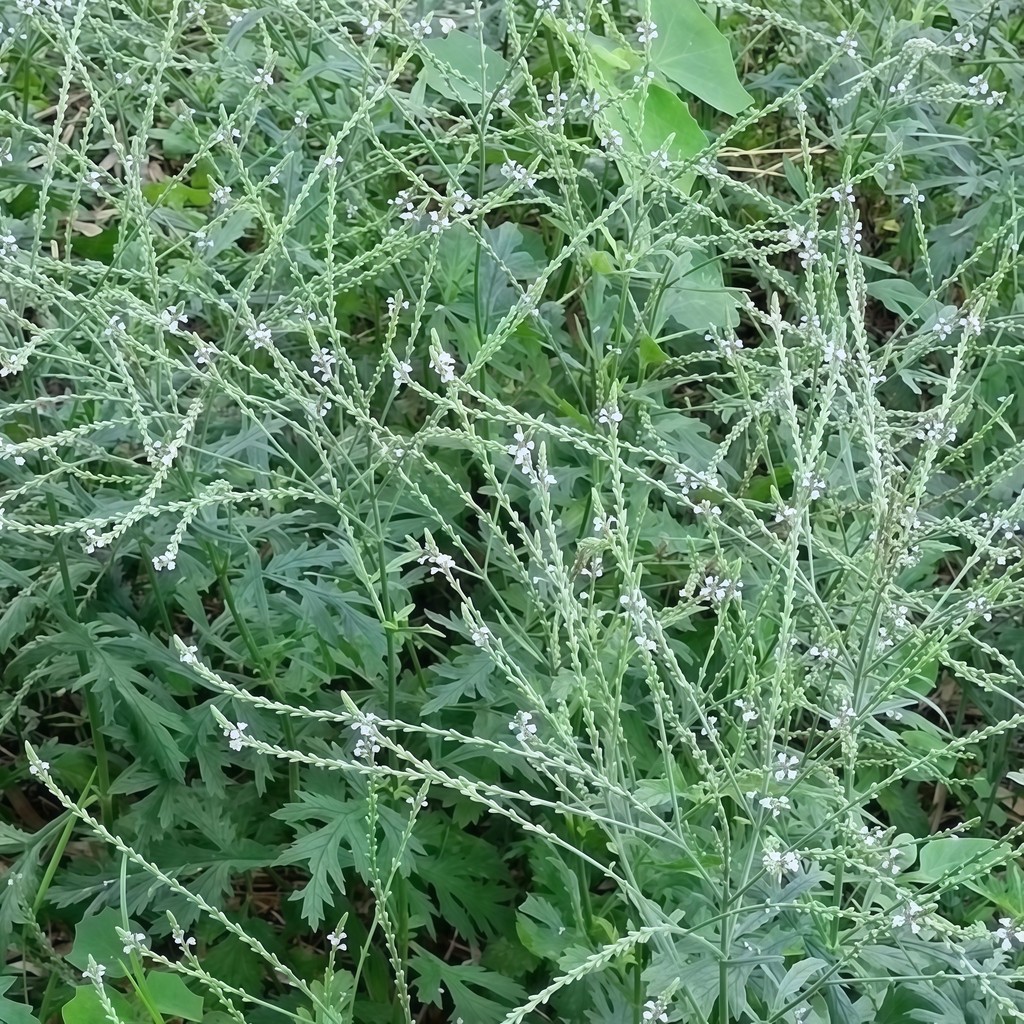 青禾園藝（柳葉馬鞭草種子 ）紫色食用花種子 多年生宿根造景綠化花海 名貴中藥材種子野生盆栽地栽 | 蝦皮購物
