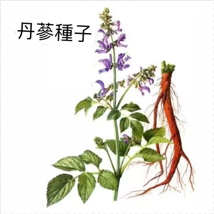 台灣現貨 丹參種子（100粒）四季種植 血生根種子 紅丹參 野生丹參 中藥材種子 名貴中藥材 用途廣泛 四季種植 種子 | 蝦皮購物