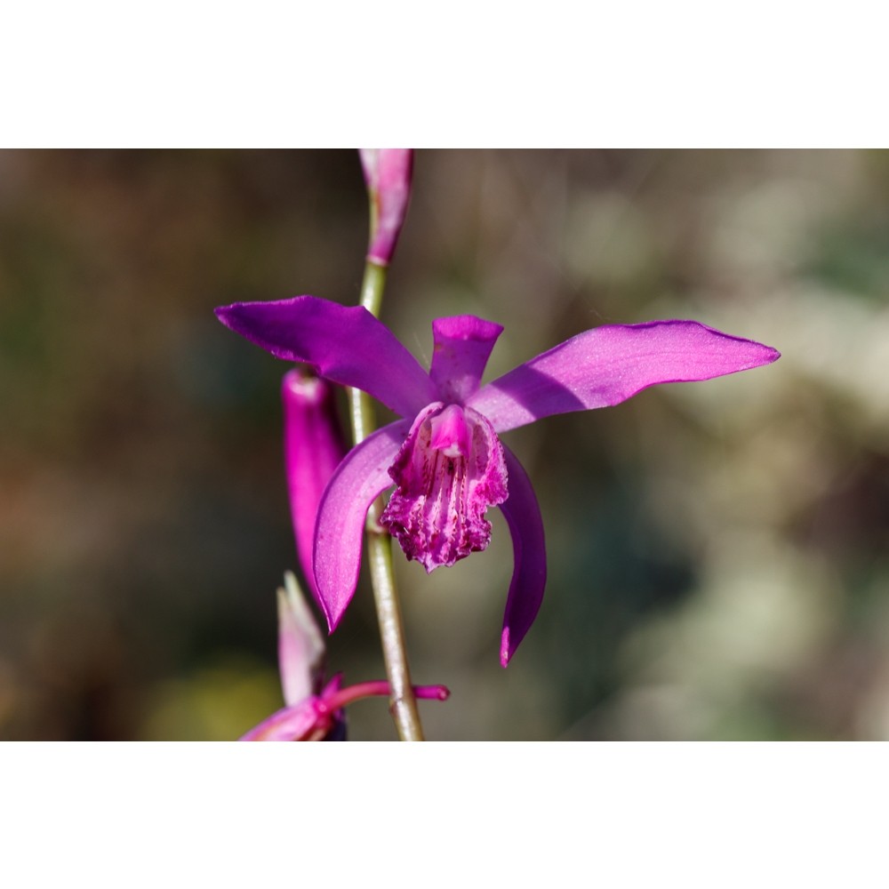 台灣原生種白及蘭嶼白及台灣白及白芨野生蘭花觀賞花卉藥用植物盆栽| 蝦皮購物