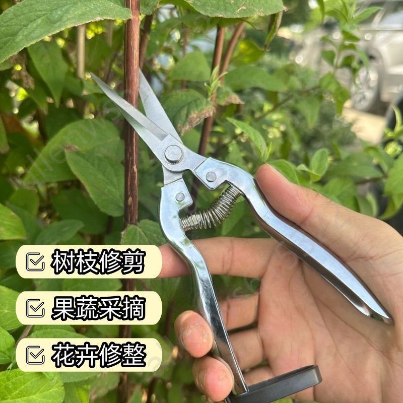 【熱銷精選】花枝剪 日本進口花枝剪 摘果剪 疏果剪 採果剪 稀果剪 葡萄剪 枸杞疏花剪 火漆印章 | 蝦皮購物