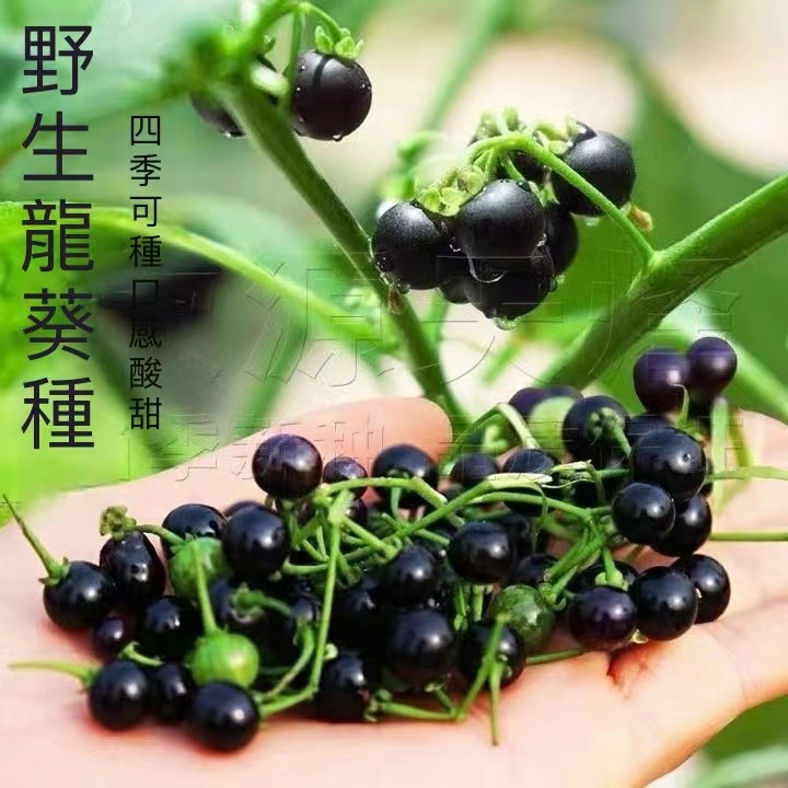 台灣現貨 龍葵種子（250粒）龍葵種子 紫黑色龍葵 農家龍葵貴 水果種子 四季陽台盆栽 酸甜可口 四季種植 超低價 | 蝦皮購物