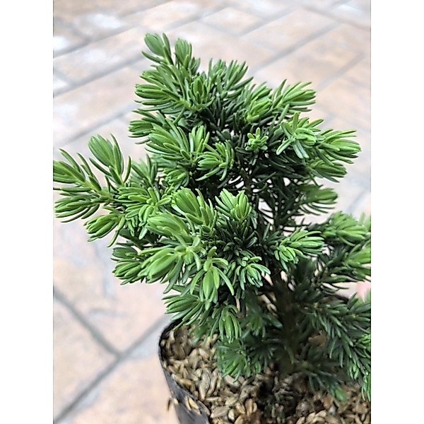杜松- 優惠推薦- 2026年9月| 蝦皮購物台灣