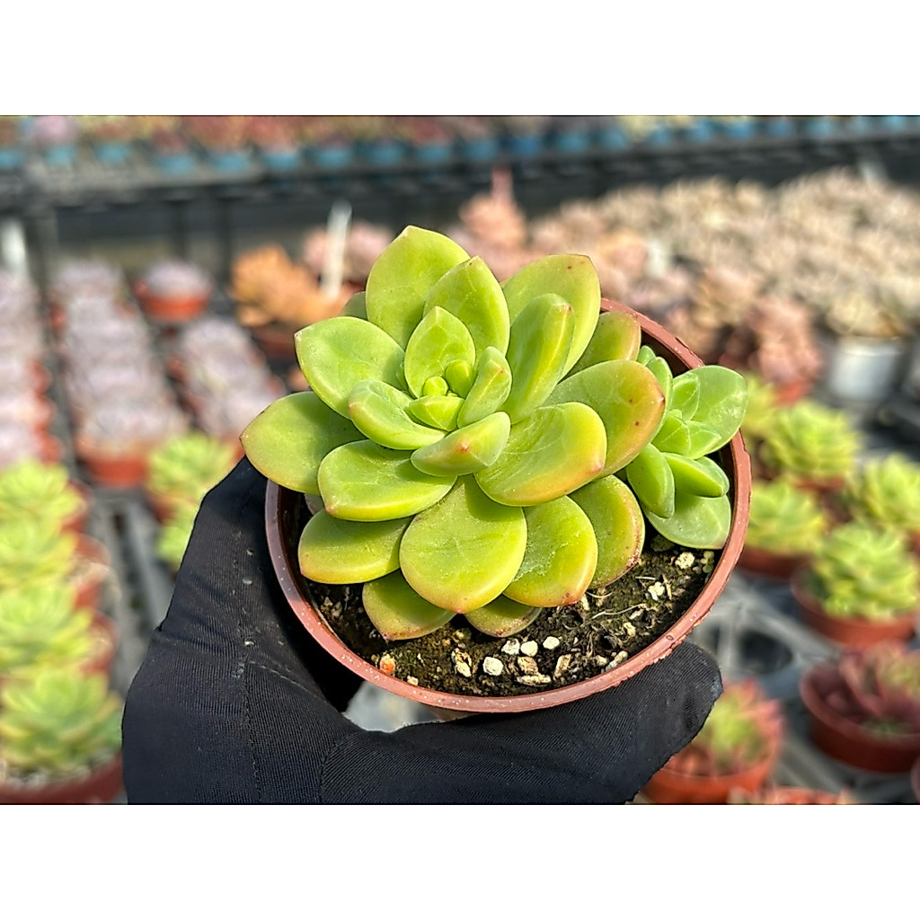 多肉植物 多肉好好買】三寸盆九號香水多肉植物現貨| 蝦皮購物