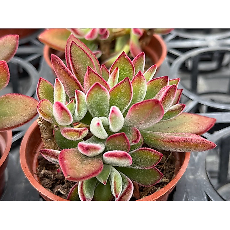 多肉好好買】紅輝壽多肉植物現貨| 蝦皮購物