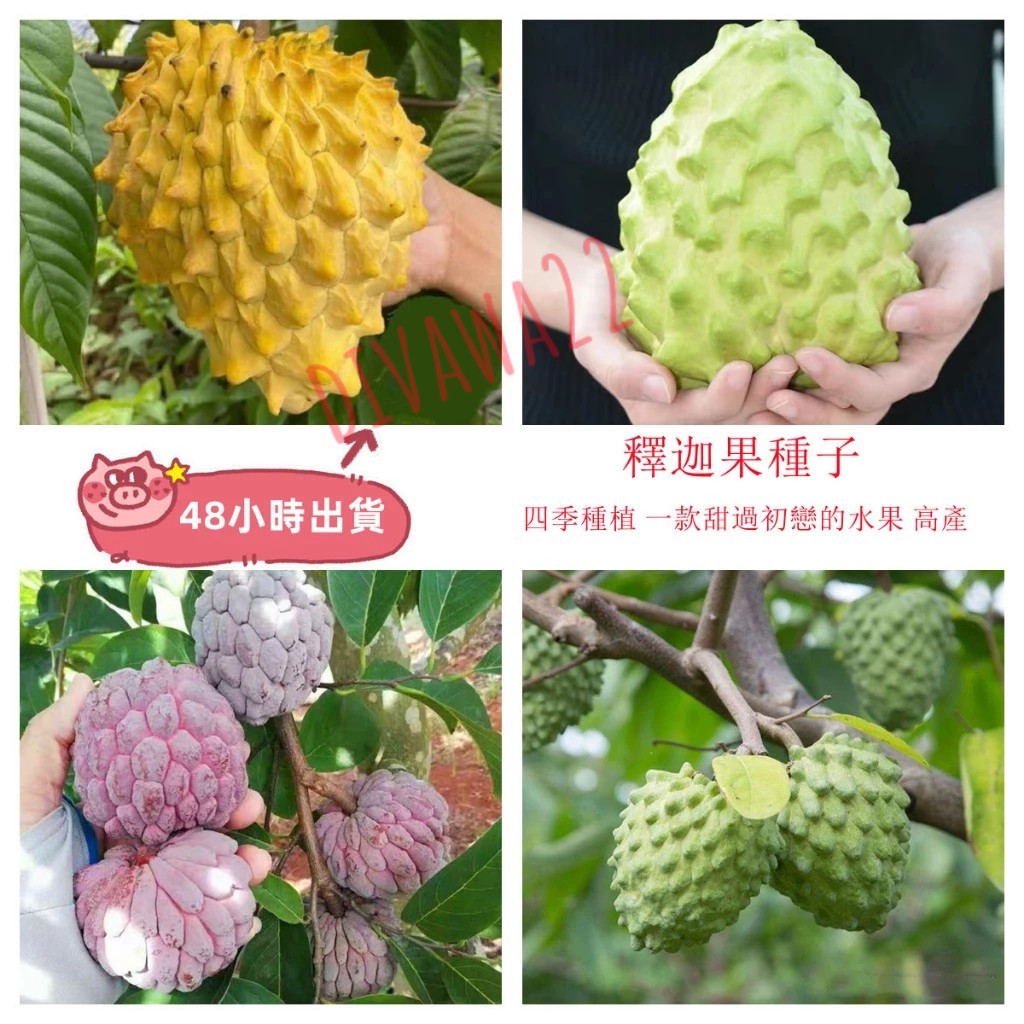 26年新種 釋迦（5粒）甜過初戀 四款釋迦果種子 本土鳳梨牛奶果又名番荔枝庭院果園種植種子 四季種植 | 蝦皮購物