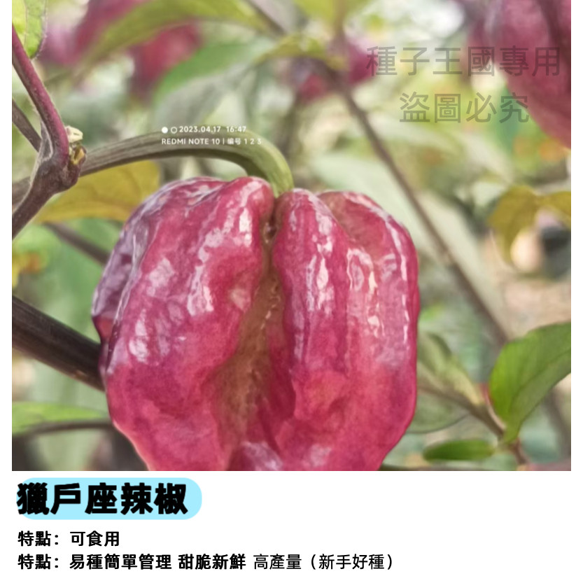 獵戶座辣椒種子（大辣）盆栽 陽台種菜 家庭農園 自種辣椒 高辣度 易栽種 蔬菜籽 居家園藝 台灣現貨 | 蝦皮購物