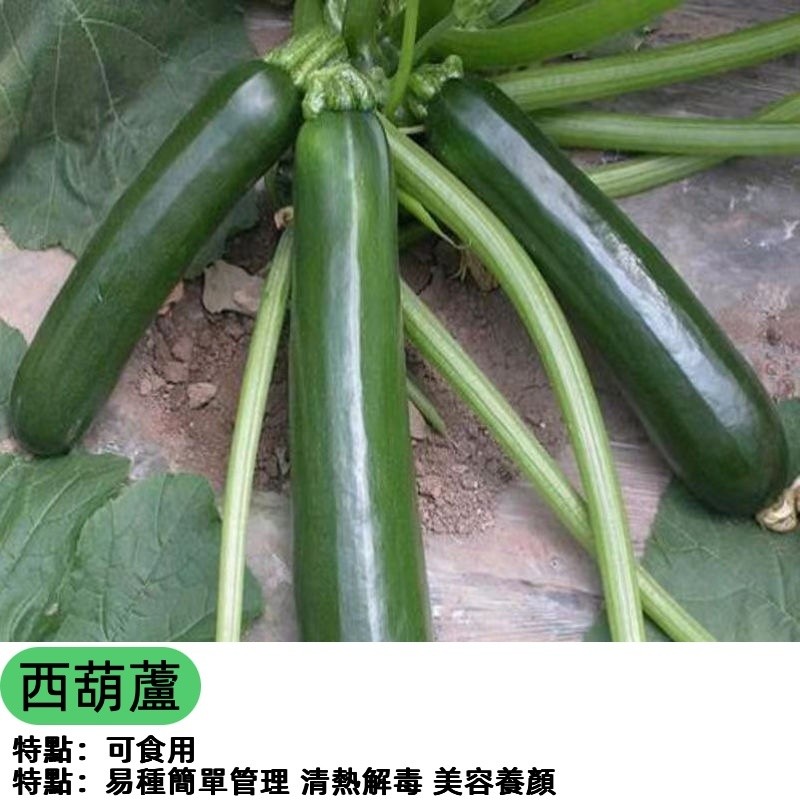 【西葫蘆】櫛瓜種子 夏南瓜種子 翠玉瓜種子 台灣現貨 陽台盆栽可種 家庭菜園 鮮食蔬菜 快速生長 好種易活 瓜類種子 | 蝦皮購物