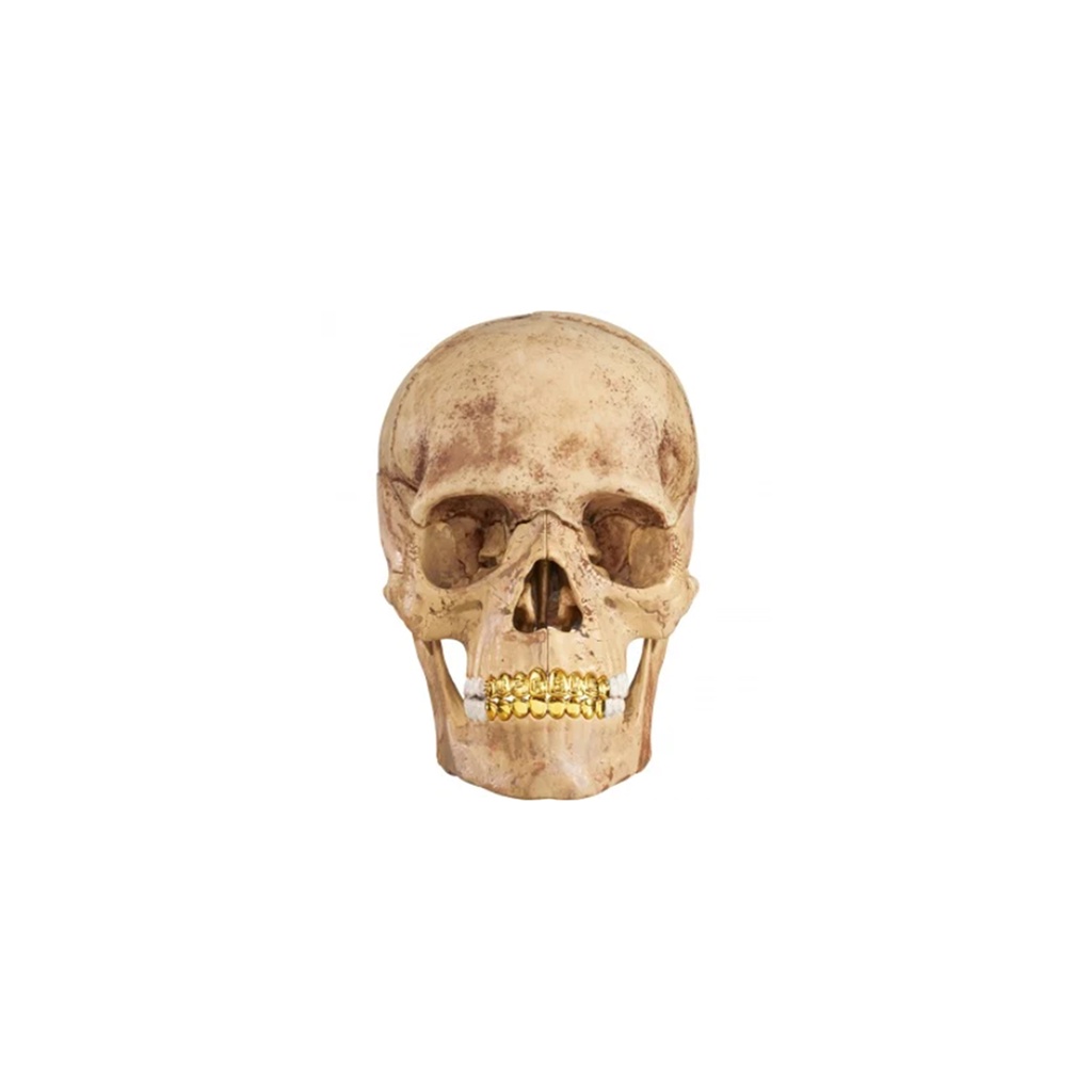 FLOMMARKET] Supreme 23FW 4D Model Human Skull 骷髏模型| 蝦皮購物