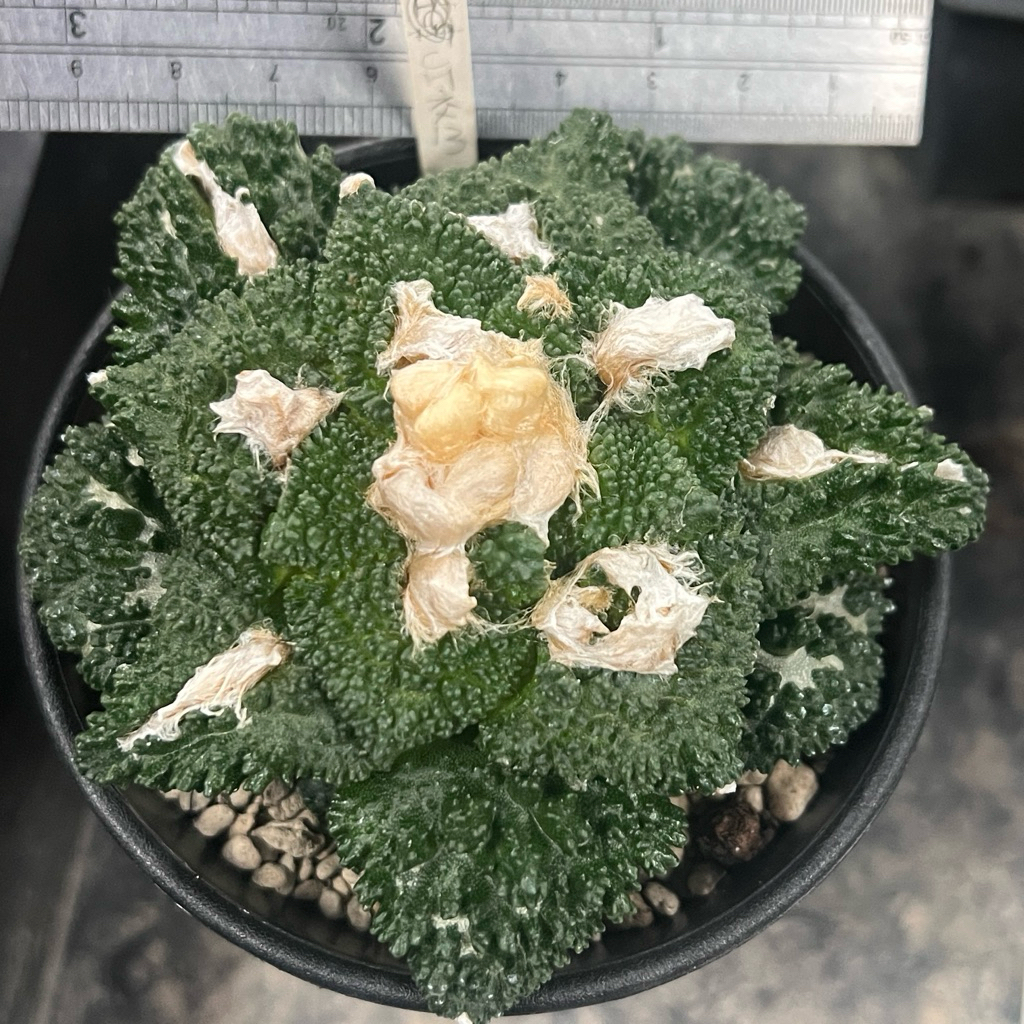 ☀️小陽光仙人掌☀️ 酷斯拉X黑牡丹交種岩牡丹屬多肉植物療癒小物