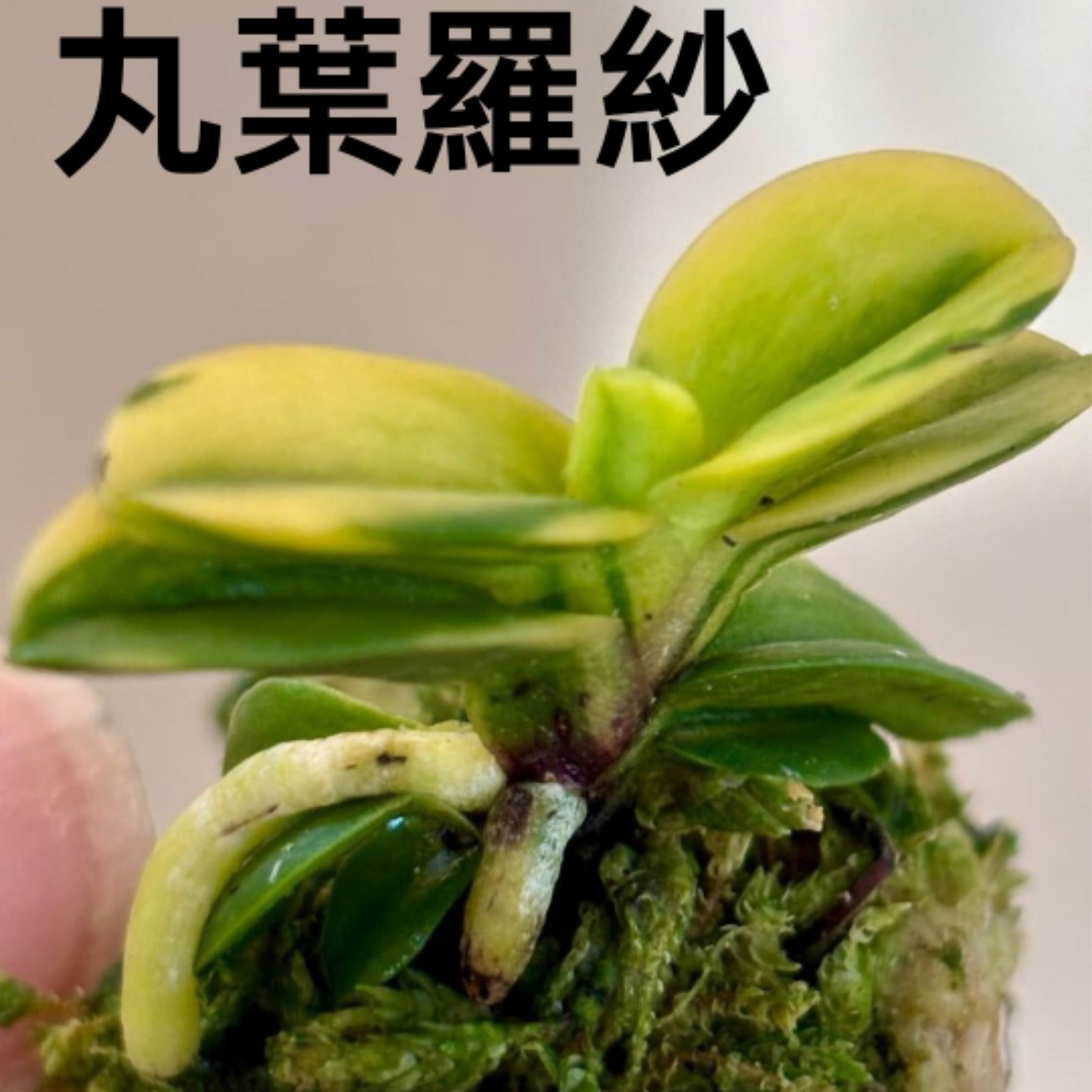 日本富貴蘭、日本風蘭-曙法師| 蝦皮購物