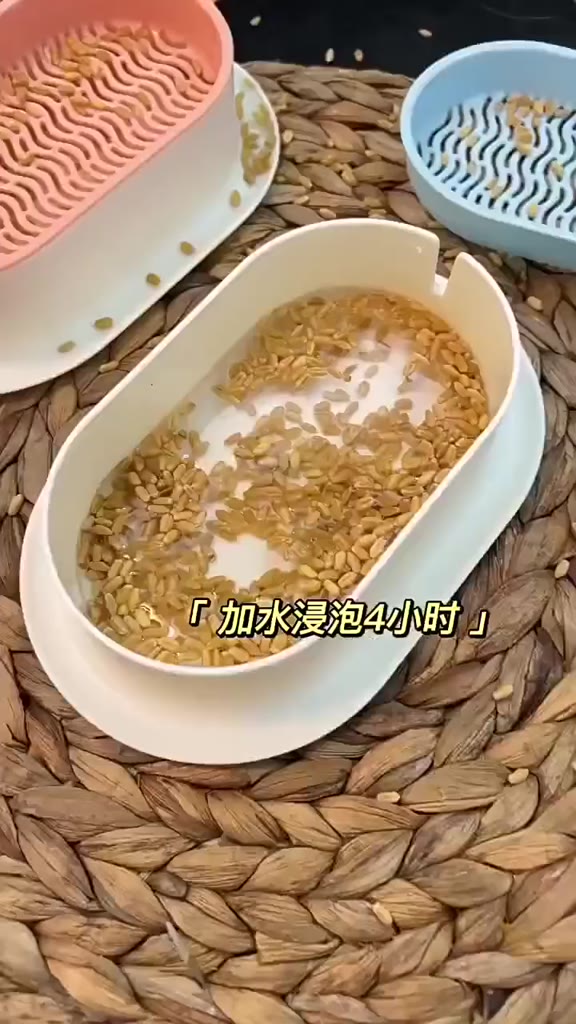 七天發芽貓草水培套裝（贈種籽）