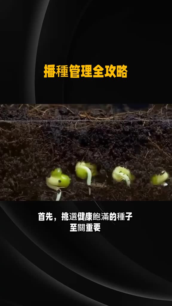 青禾園藝釋迦種子評價：25元值不值得買？從發芽率、結果時間到新手風險一次看 (3/10)