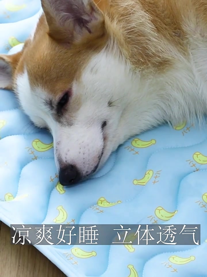 喵喵旺旺B118冰絲涼感墊