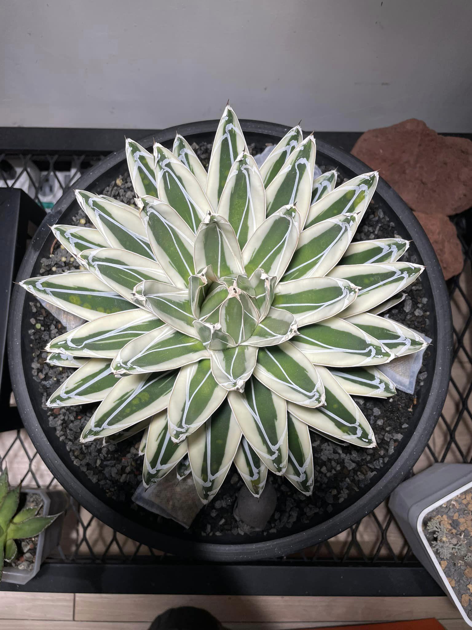 極美品 HaruDesign 植物育成LEDライト HASU38 3個セット ③ Amazon.co.jp: HaruDesign 植物育成LEDライト HASU38 spec9 6K