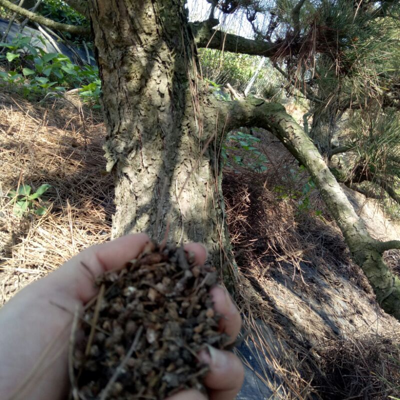 松花 松針花 乾松芽花 松果 松芽 肥沃土 培養土日本黑松松花 昆蟲土 養花土 玫瑰土 養蘭土 乾松葉花 | 蝦皮購物