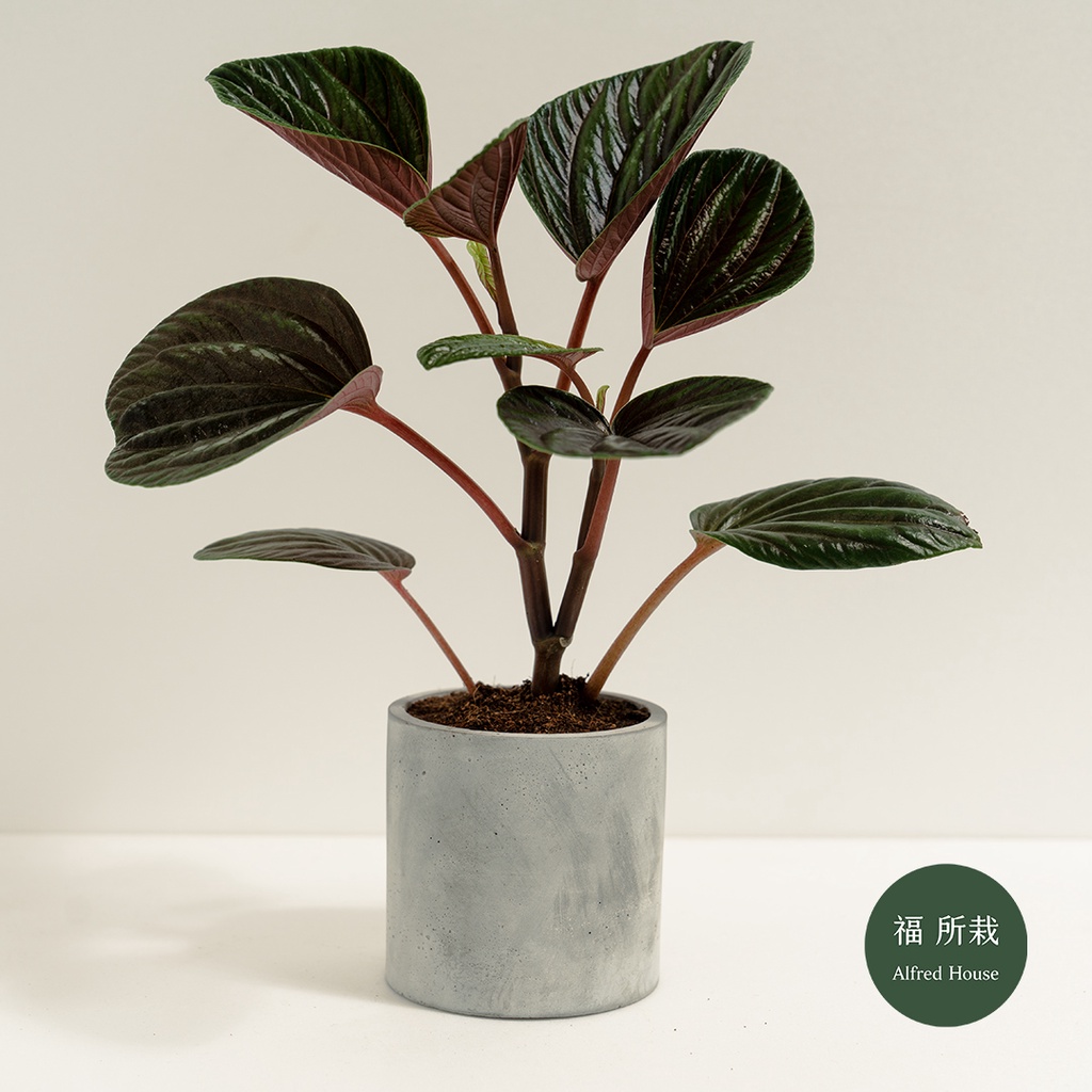 紅玉椒草│Peperomia rugosa│福所栽│水泥盆器│窗邊植物│觀葉植物│綠化植栽 | 蝦皮購物