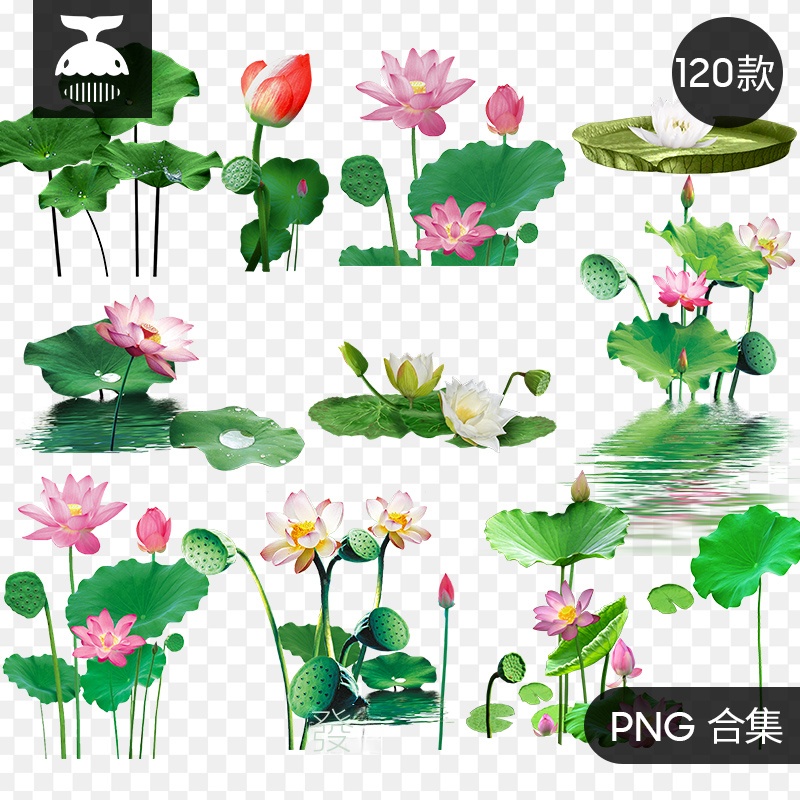 【素材资源】荷花手繪水墨彩墨真實綠色荷花設計元素高清素材圖PNG免扣圖片【黑鲸】 | 蝦皮購物