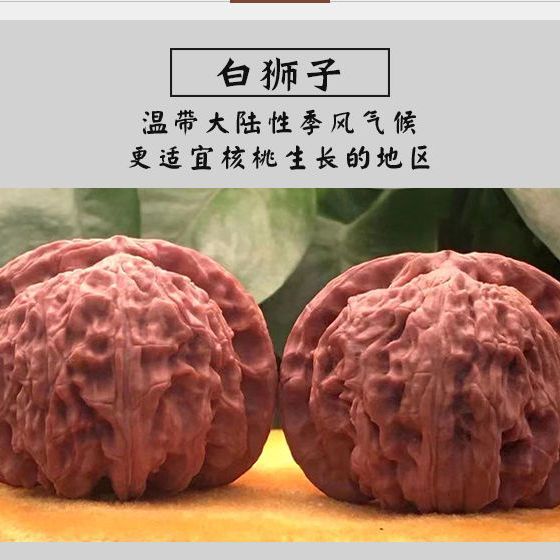 朝聖】 文玩核桃手盤文玩核桃野生核桃樹精配青皮白獅子頭蘋果園麒麟官