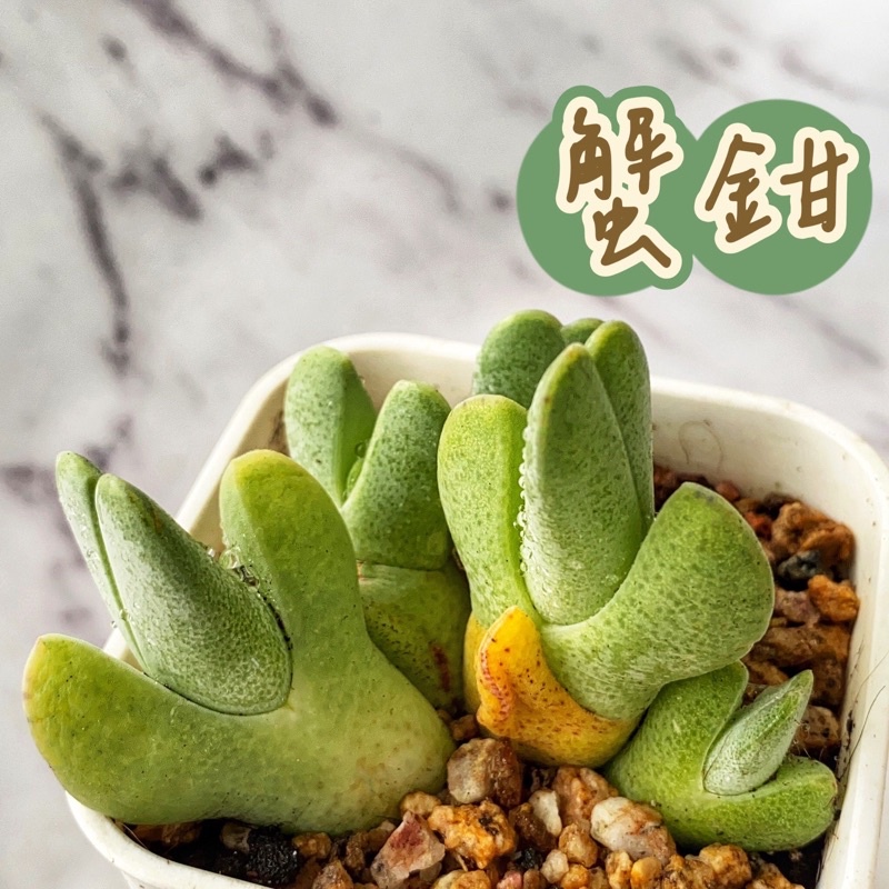 ↠有植感↞ 蟹鉗 多肉植物 蟹鉗多肉 多肉 番杏科 景天科 生石花 石頭玉 肉錐 塊根 觀葉植物 觀葉 蟹拑 | 蝦皮購物