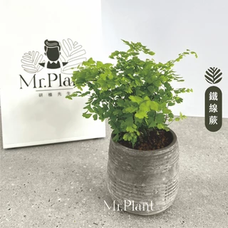 研植先生🪴【鐵線蕨】室內植物│新手植物│發財樹│淨化空氣│水泥盆│療癒系植物│觀葉植物│質感盆栽