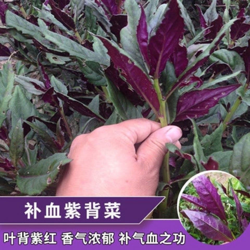 天然補血紫背菜種子天葵血皮菜紅鳳菜四川特色營養觀音菜蔬菜種籽【惠農園藝】 | 蝦皮購物