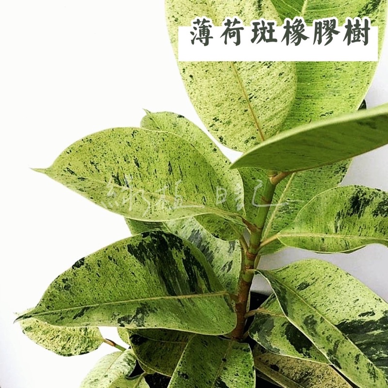 ｜綠植日記｜薄荷斑橡膠樹/Ficus Elastica Shivereana Mint/觀葉植物/6吋 | 蝦皮購物