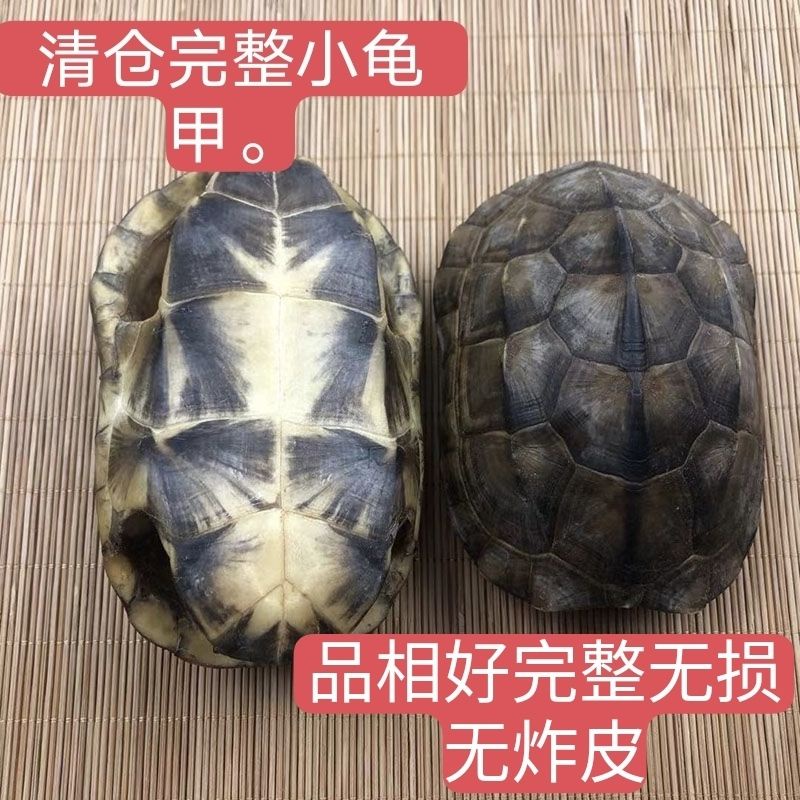 【朝聖】 乌龟壳文玩 龟壳 全龜甲天然真龜殼烏龜殼文玩把玩金錢小龜殼風水擺件 | 蝦皮購物