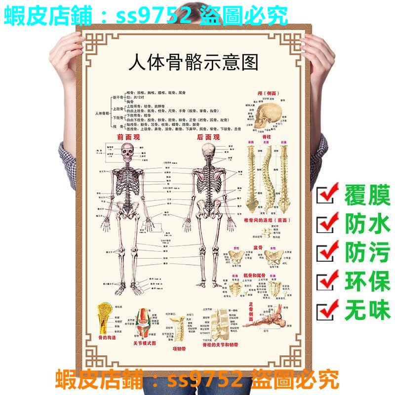 骨格標本脊柱上肢下肢-