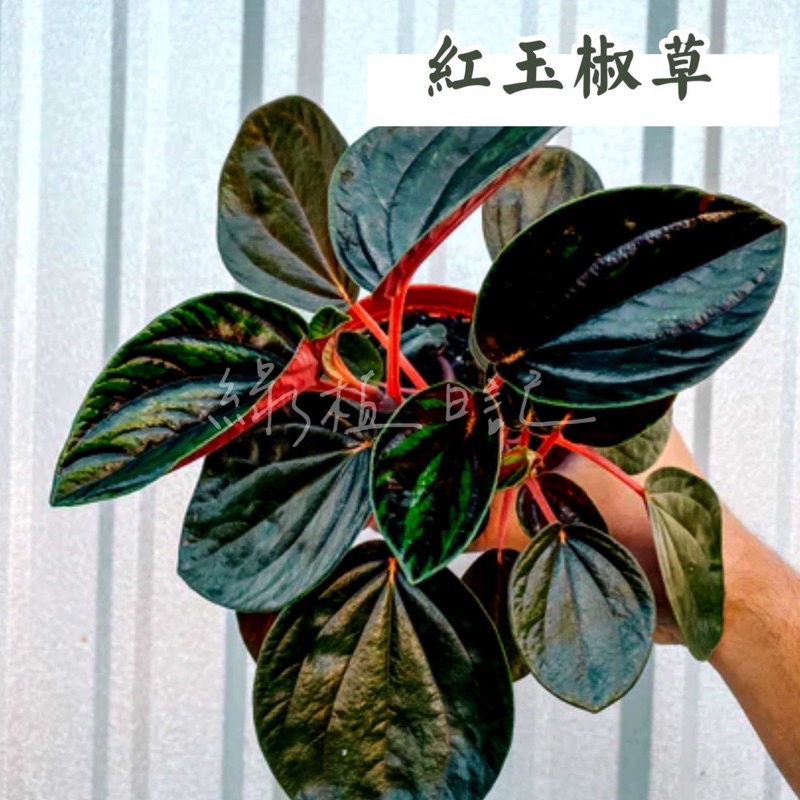 ｜綠植日記｜紅玉椒草/Peperomia rugosa/觀葉植物/3吋 | 蝦皮購物
