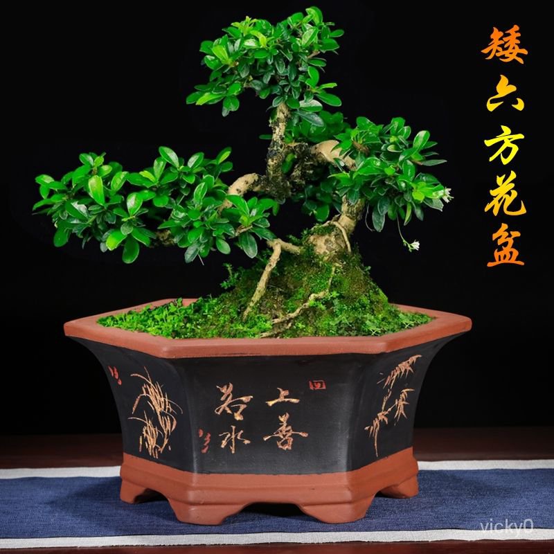 宜興紫砂花盆六角蘭花盆透氣大號盆栽室內六方花卉綠植盆| 蝦皮購物