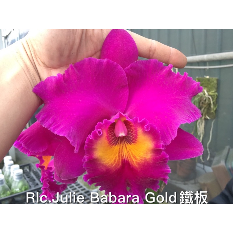 嘉德利亞蘭實生苗：Rlc.Julie Barbara Gold鐵板 x Rlc.Eve Marnett x Rlc.Ch | 蝦皮購物