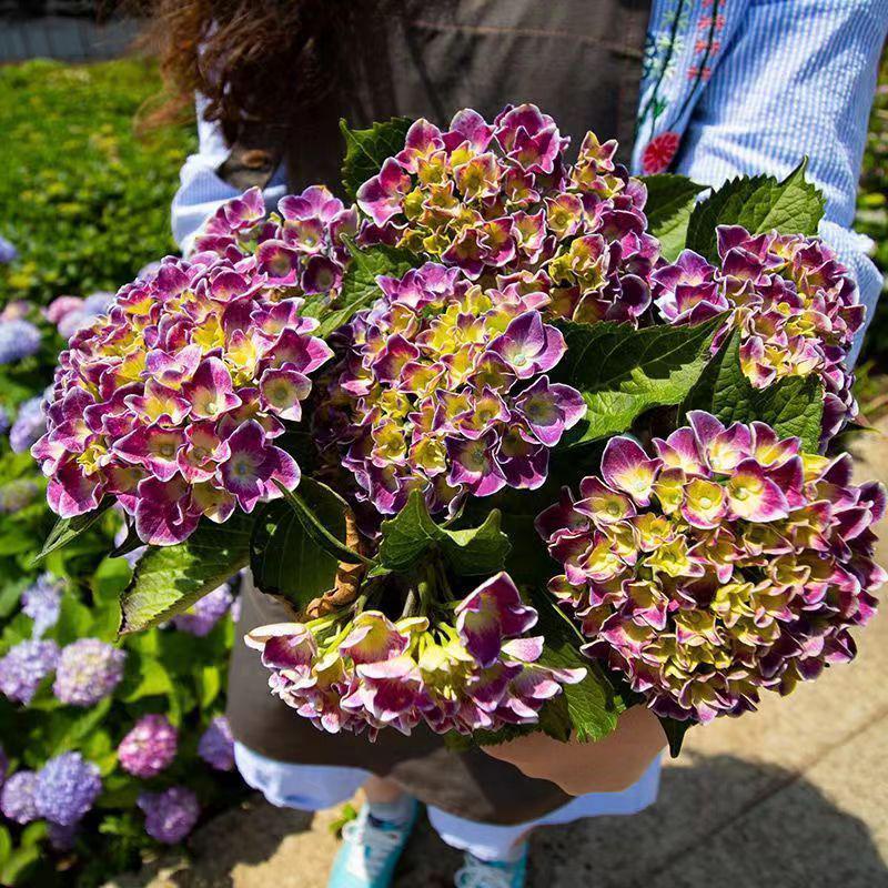 Fayexuan Florist | 丧礼花圈‖慰问花圈‖往生花#白色为主象征着