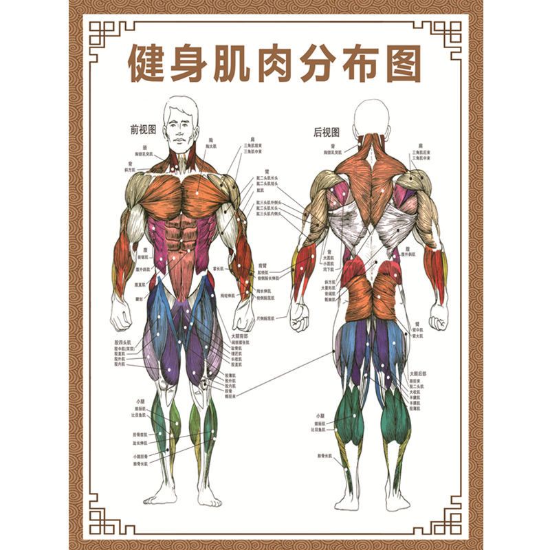 滿299出貨//新款 人體骨骼圖全身椎骨脊柱骨頭關節解剖掛圖教學骨骼構造分佈示意圖 | 蝦皮購物