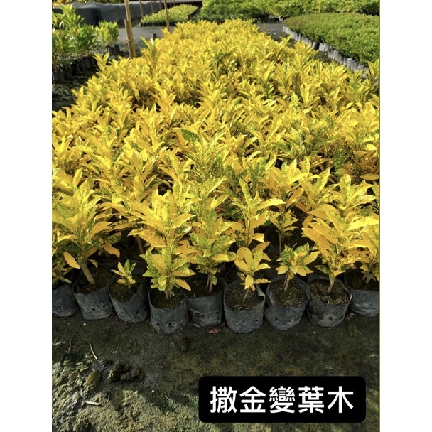 撒金變葉木/變葉木/永吉種苗園 | 蝦皮購物