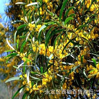 Acacia Confusa 種子 500粒+ | www.ibnuumar.sch.id