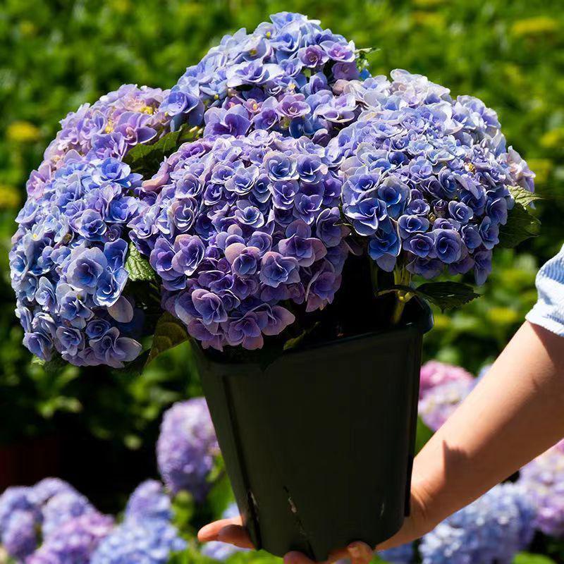 🪴現貨蘭花#有兩盤本地新界蘭花。H48xW26 cm $298 🗣️想要其他