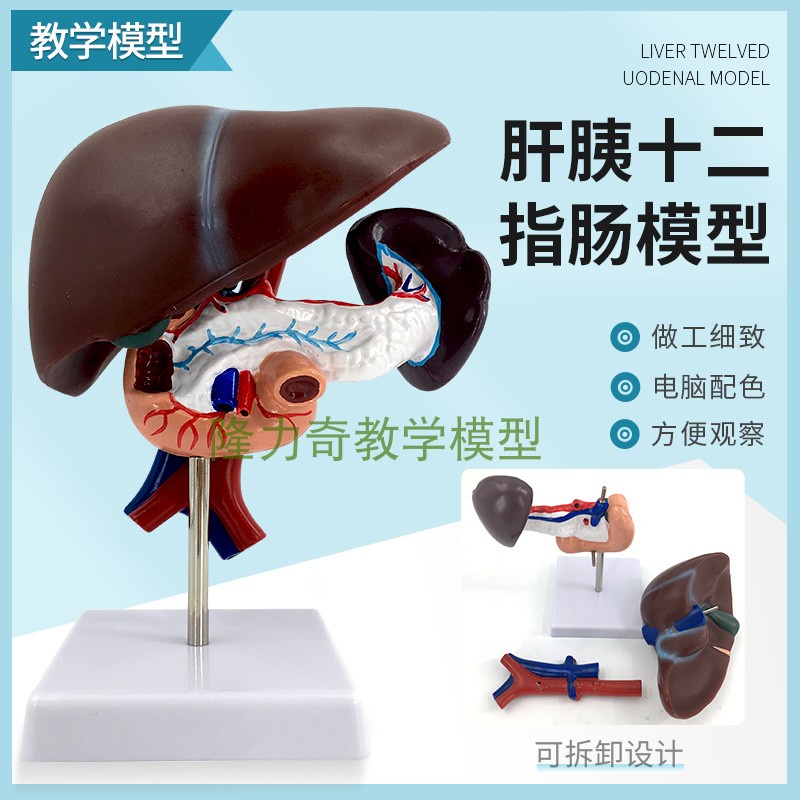 0382 人體肝胰十二指腸模型肝臟解剖模型人體器官模型醫學 教學模型 | 蝦皮購物