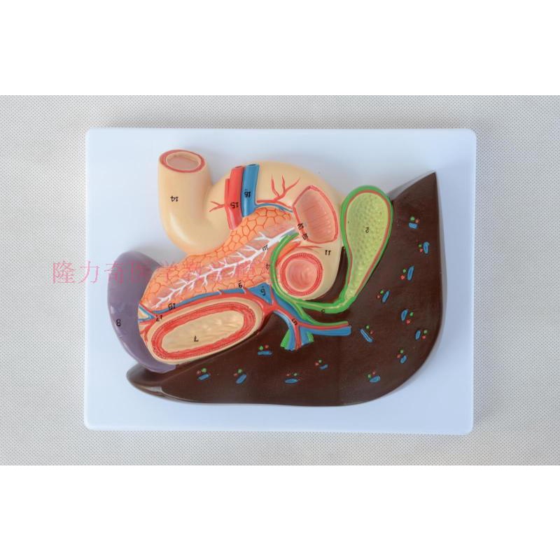 0382 肝膽胰十二指腸 胃結構模型 消化科醫用 肝臟 胰腺 肝膽模型 膽囊 | 蝦皮購物