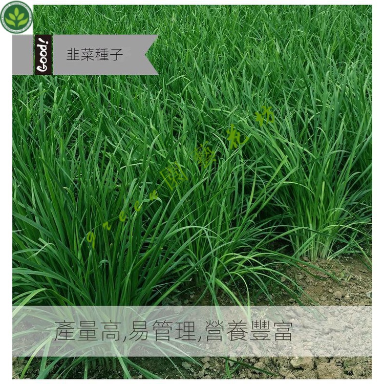 🌱盆栽韭菜種子韮菜種籽四季蔬菜種孑陽臺盆栽室內種菜專用籽種 種子 種籽【green園藝花坊】 | 蝦皮購物