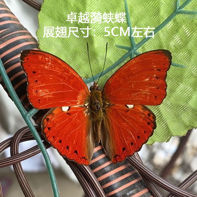 蝶 展翅 ムラサキコノハチョウ 裏展翅 , タテハ蝶科標本 , モルフォや