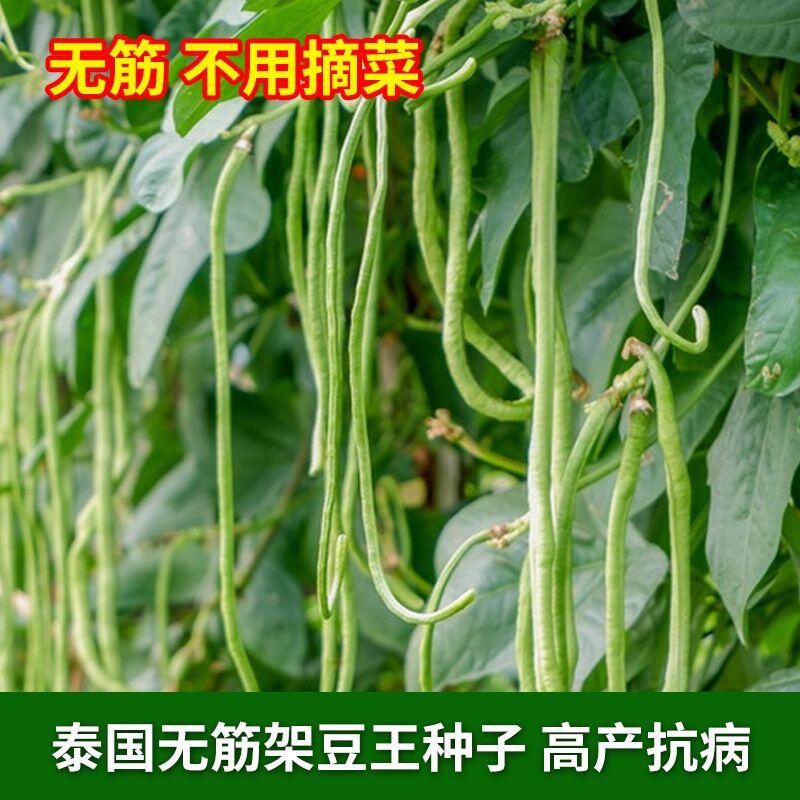 現貨、種子 無筋架豆王種子泰國無筋豇豆種籽豆角長蕓豆爬藤蔬菜四季豆種孑/種籽 | 蝦皮購物