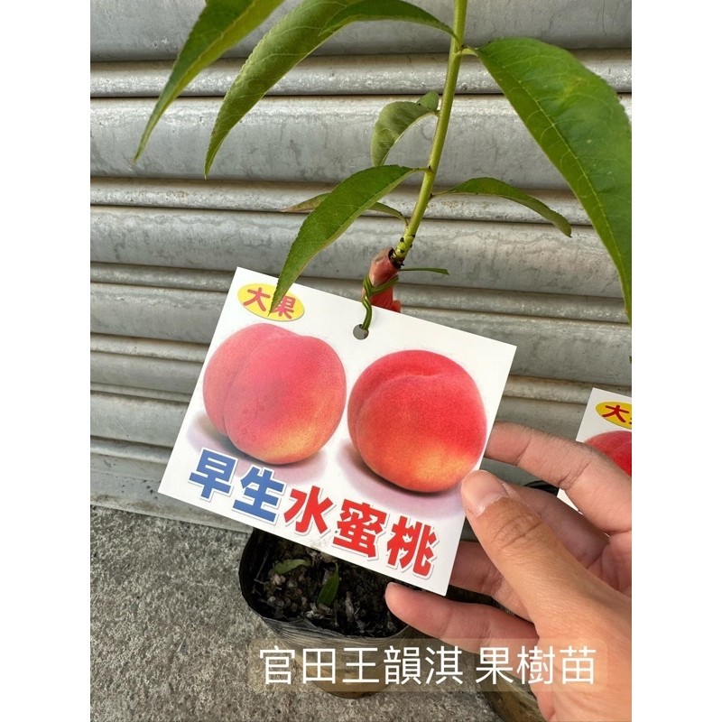 [種植趣]熱帶水蜜桃🍑 嫁接苗 紅玉 特大水蜜桃 蟠桃 甜桃 豐香 黃金蜜桃 牡丹 翠蜜 紅鈴 黃貴妃 台農7 果樹 苗 | 蝦皮購物