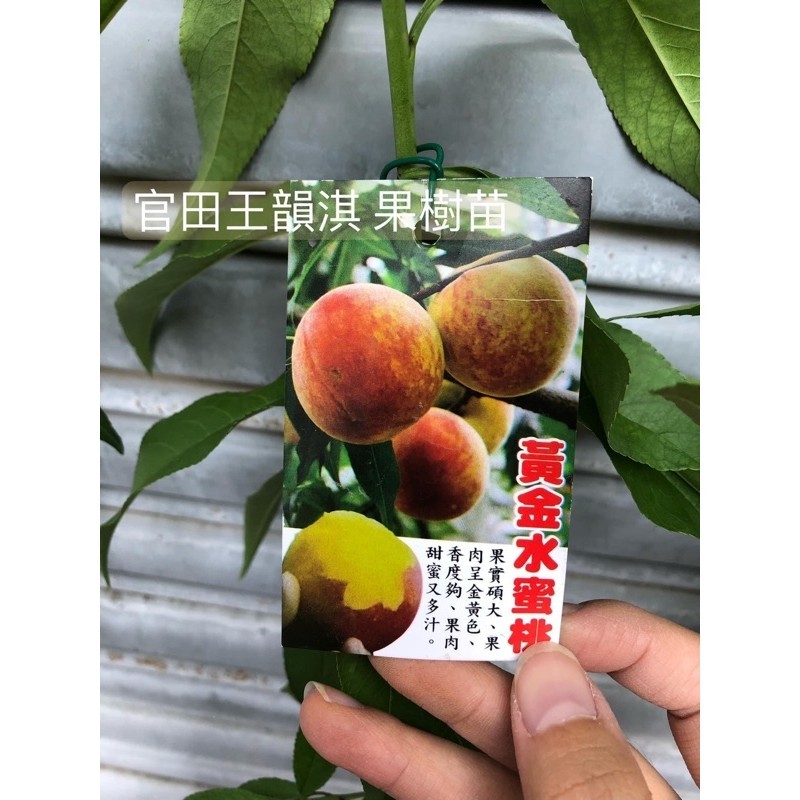 [種植趣]熱帶水蜜桃🍑 嫁接苗 紅玉 特大水蜜桃 蟠桃 甜桃 豐香 黃金蜜桃 牡丹 翠蜜 紅鈴 黃貴妃 台農7 果樹 苗 | 蝦皮購物