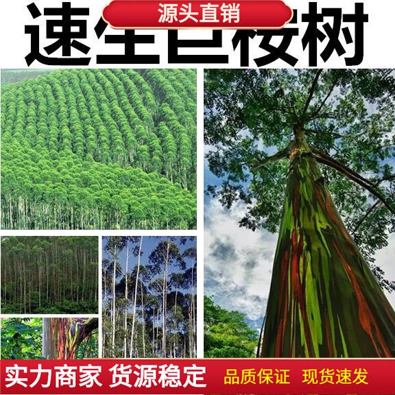 種子/速生桉樹種子 種籽 巨桉 廣林9好 割油桉樹杏仁桉種子 種籽 巨大樹材 桉樹籽/種籽 | 蝦皮購物