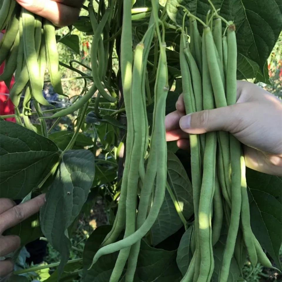 蔬菜種子 特長架豆種子 無筋架豆王無絲豆種子 莢長豆厚四季豆 泰國架豆高产量 | 蝦皮購物