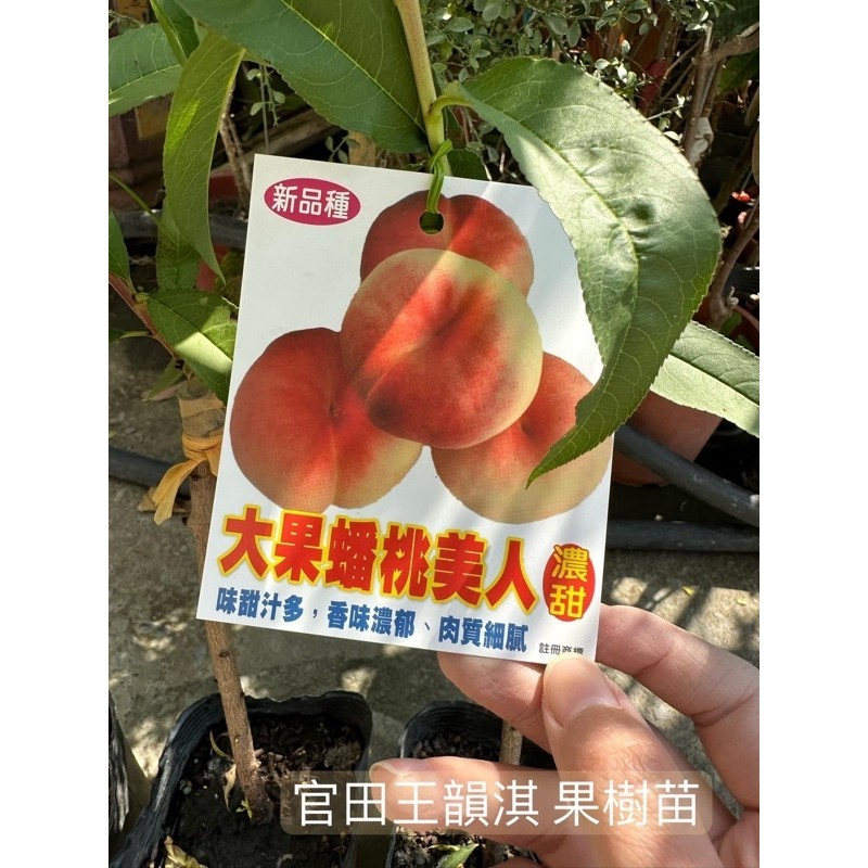 [種植趣]熱帶水蜜桃🍑 嫁接苗 紅玉 特大水蜜桃 蟠桃 甜桃 豐香 黃金蜜桃 牡丹 翠蜜 紅鈴 黃貴妃 台農7 果樹 苗 | 蝦皮購物
